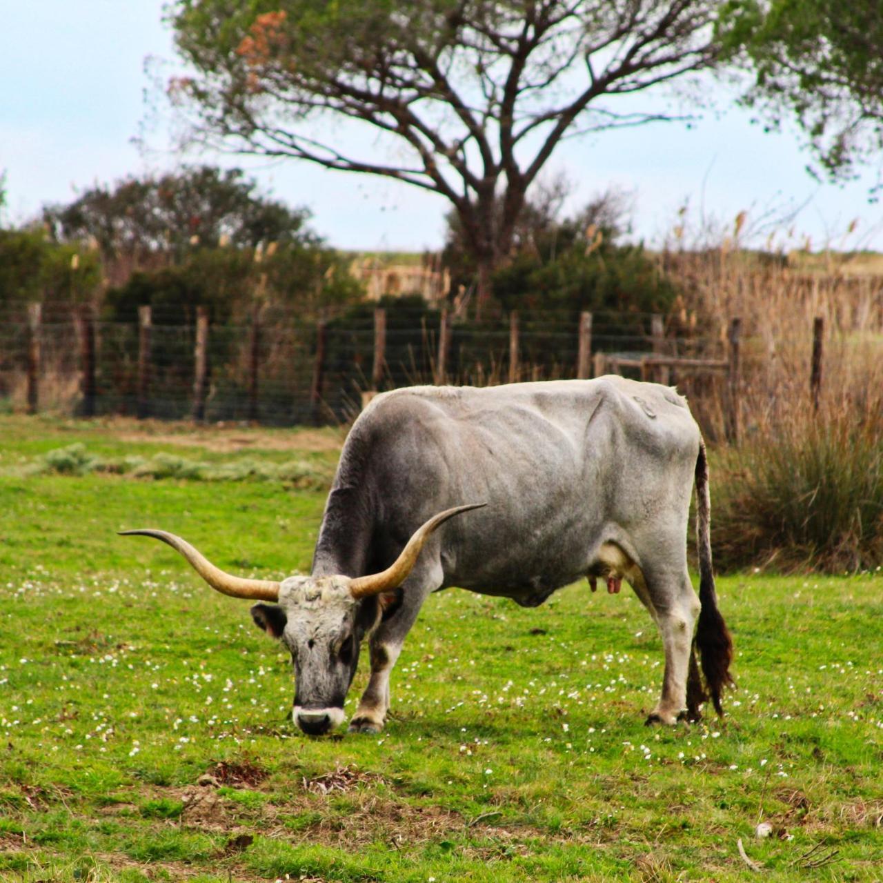 Agriturismo Poderedodici Orbetello Luaran gambar